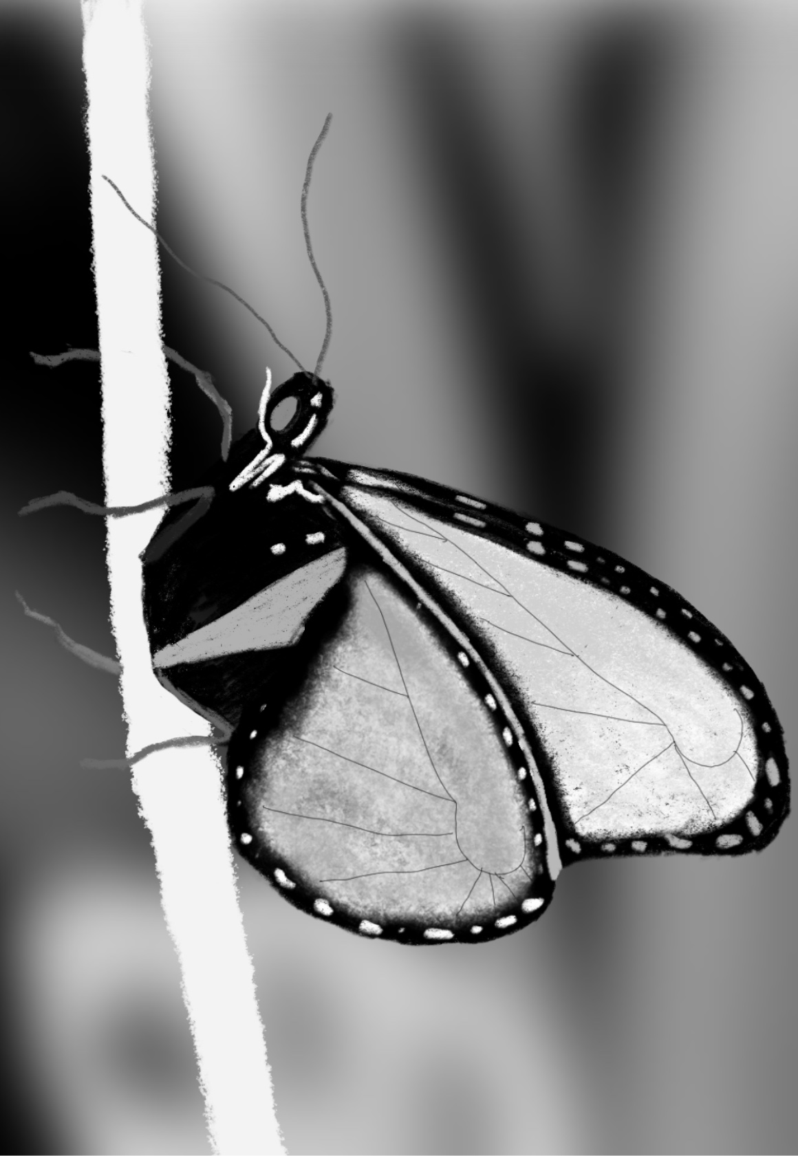 Blue Butterfly Sketches