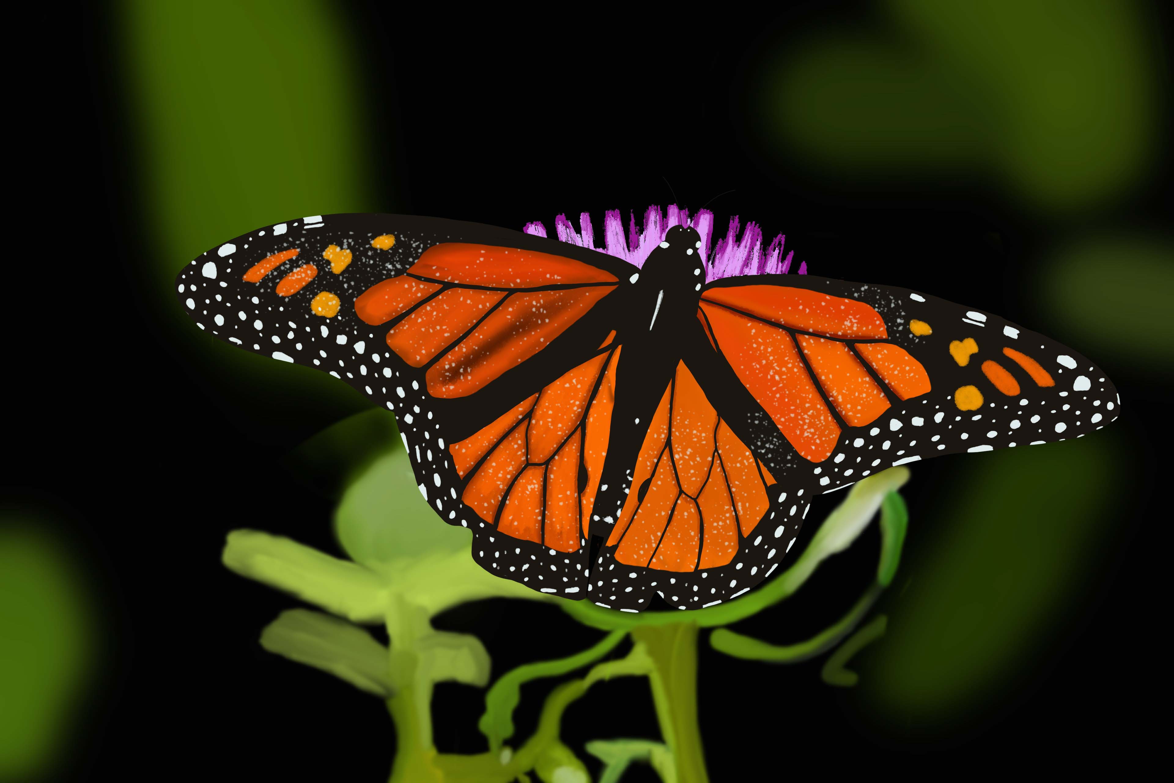 Monarch Butterfly
