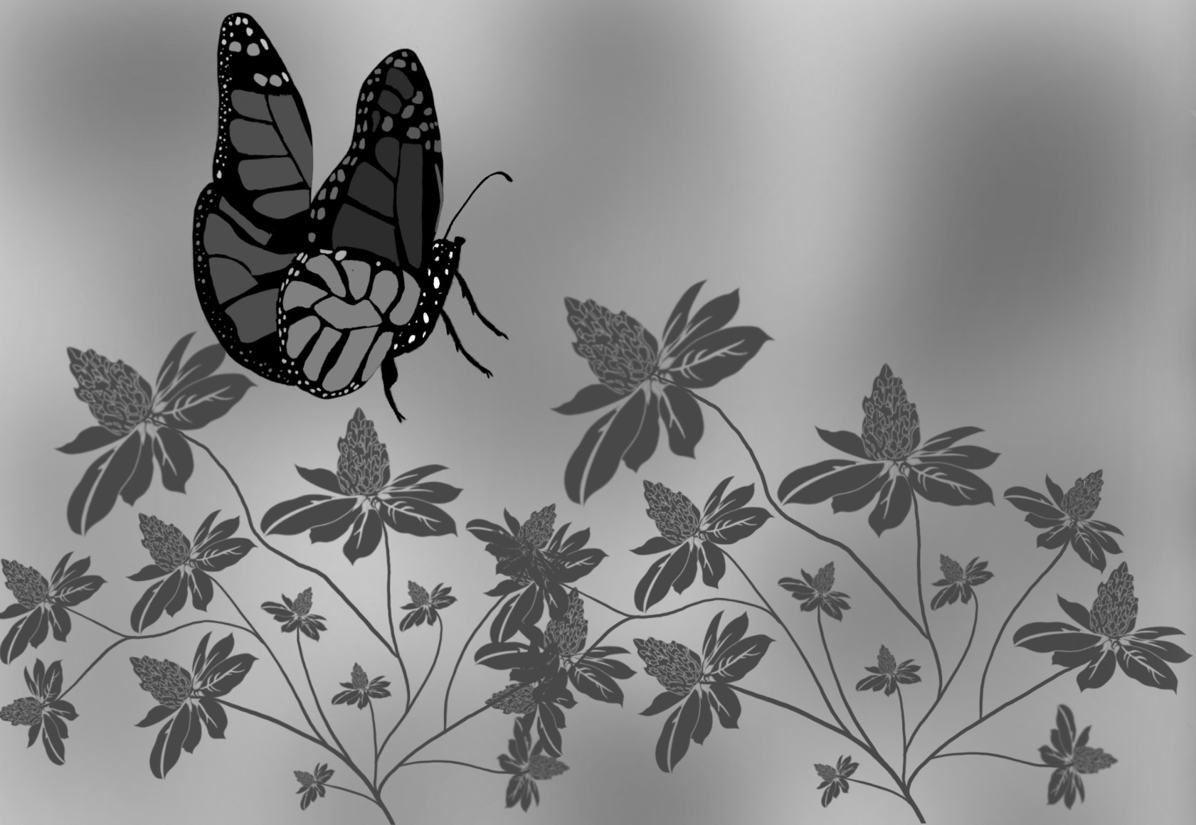 Monarch Butterfly Sketches