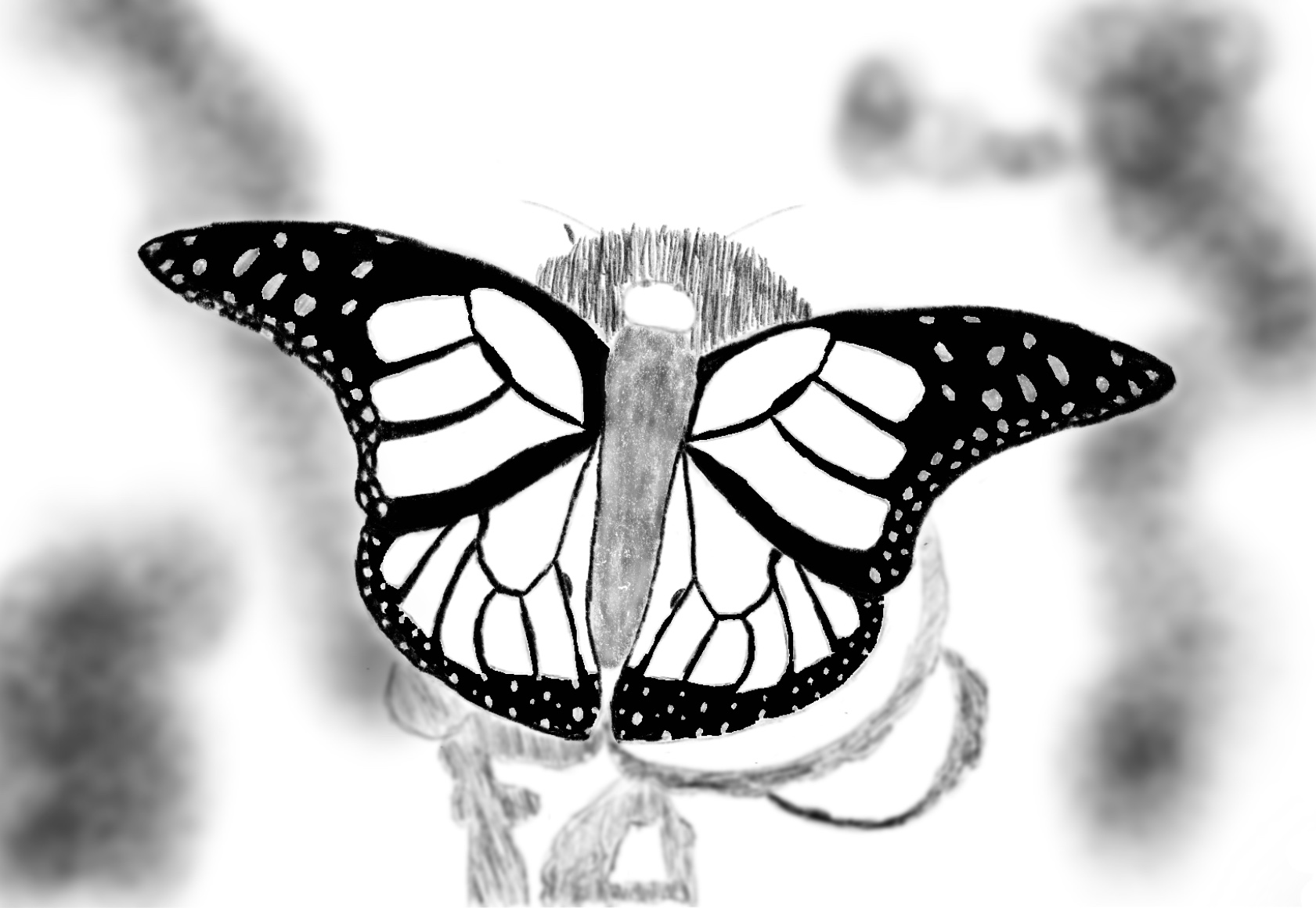 Monarch Butterfly Sketches